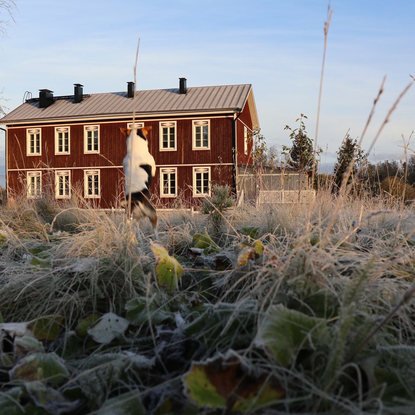 The log building of Härmän Rat on a frosty morning