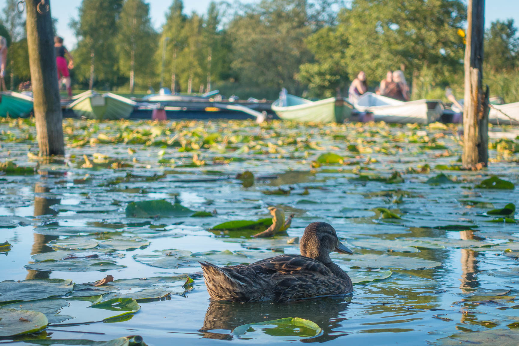 havainnekuva, jossa järvi ja sorsia. Kuva: Timo Happonen.