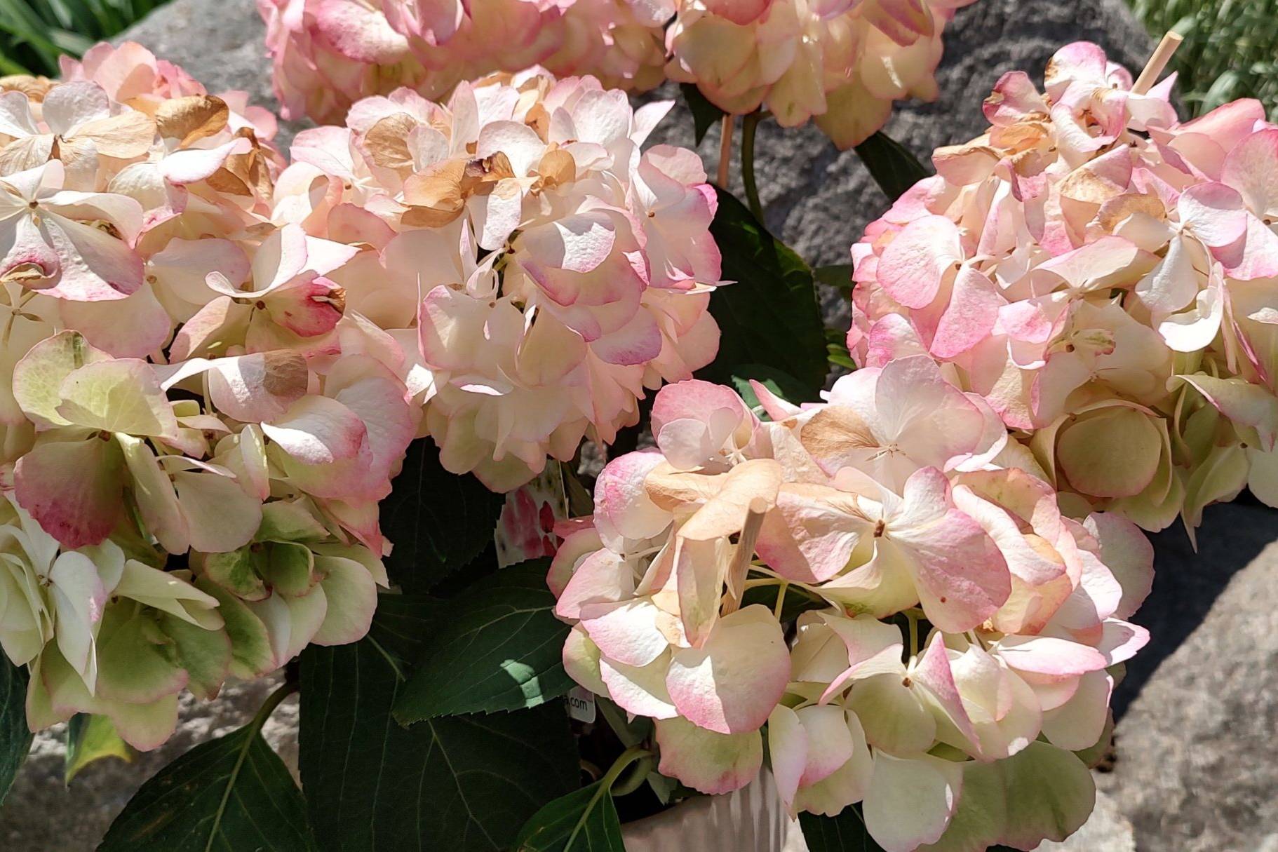 Hortensia. Kesäkuva kukasta.