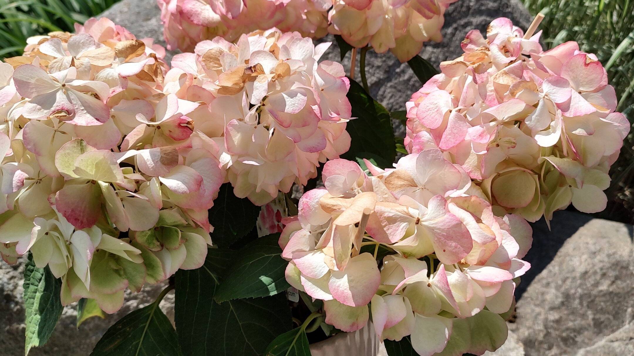 Hortensia. Kesäkuva kukasta.