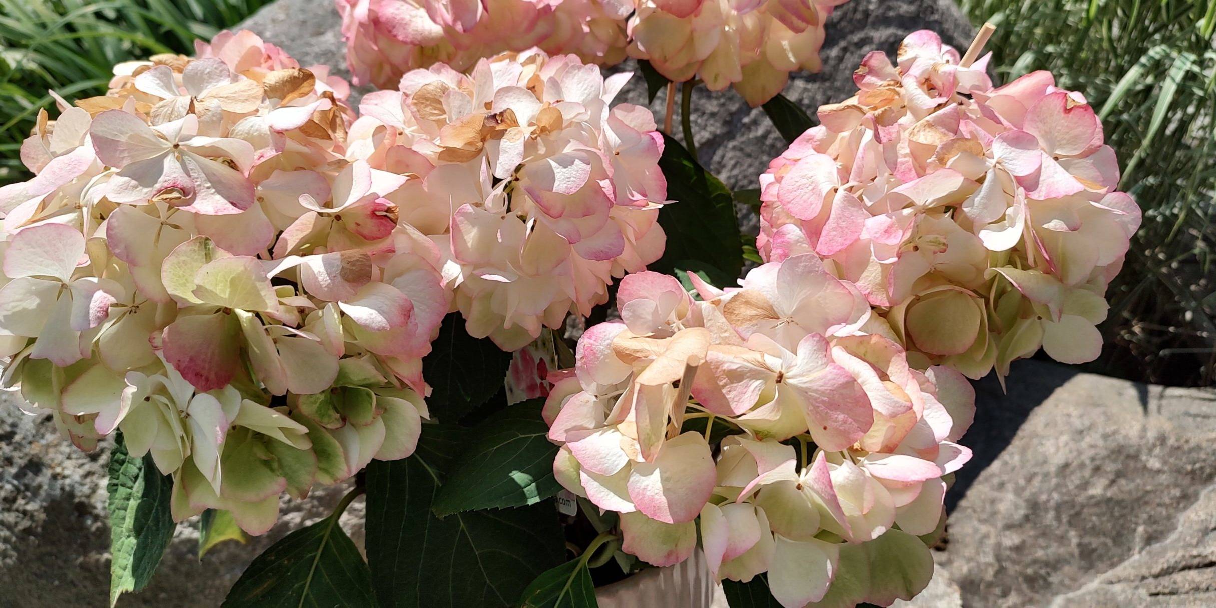 Hortensia. Kesäkuva kukasta.