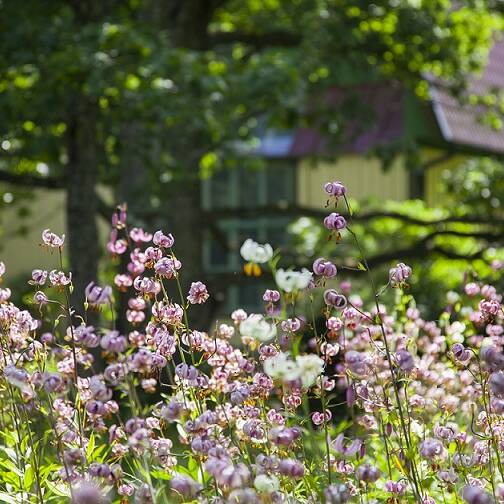 Varjoliljat, kuvassa kukkia