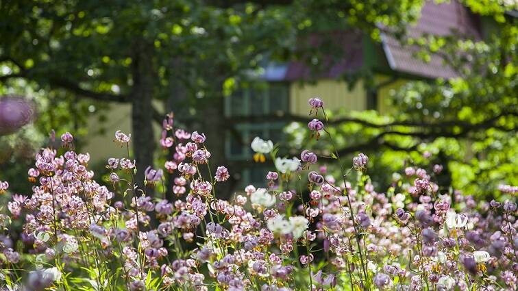 Varjoliljat, kuvassa kukkia