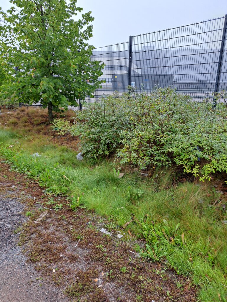 Kuvassa näkyy vihreää kasvillisuutta, kuten pensaita ja yksi pieni puu, sekä metalliaita, joka erottaa alueen taustalla olevasta teollisuusrakennuksesta. Maassa kasvaa ruohoa ja hieman sammalta, ja tausta on sumuinen, mikä antaa maisemalle pehmeän ja utuisen tunnelman.