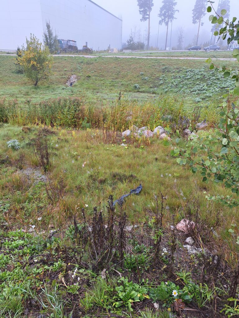 Kuvassa on vehreä nurmialue, jossa kasvaa pensaita, pieniä puita ja muuta luonnonkasvillisuutta. Taustalla näkyy suuri valkoinen rakennus ja muutama auto. Alue on hieman kumpuileva, ja sumuinen sää luo pehmeän ja rauhallisen tunnelman maisemaan.